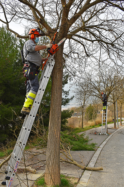 Treballs de poda d'arbres, a càrrec de la Brigada Municipal d'Obres i Serveis.