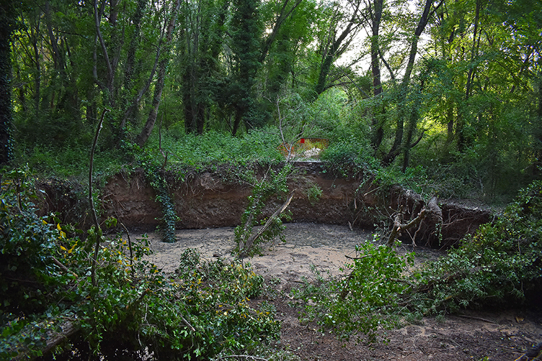 Bòfia apareguda al bosc de ribera.
