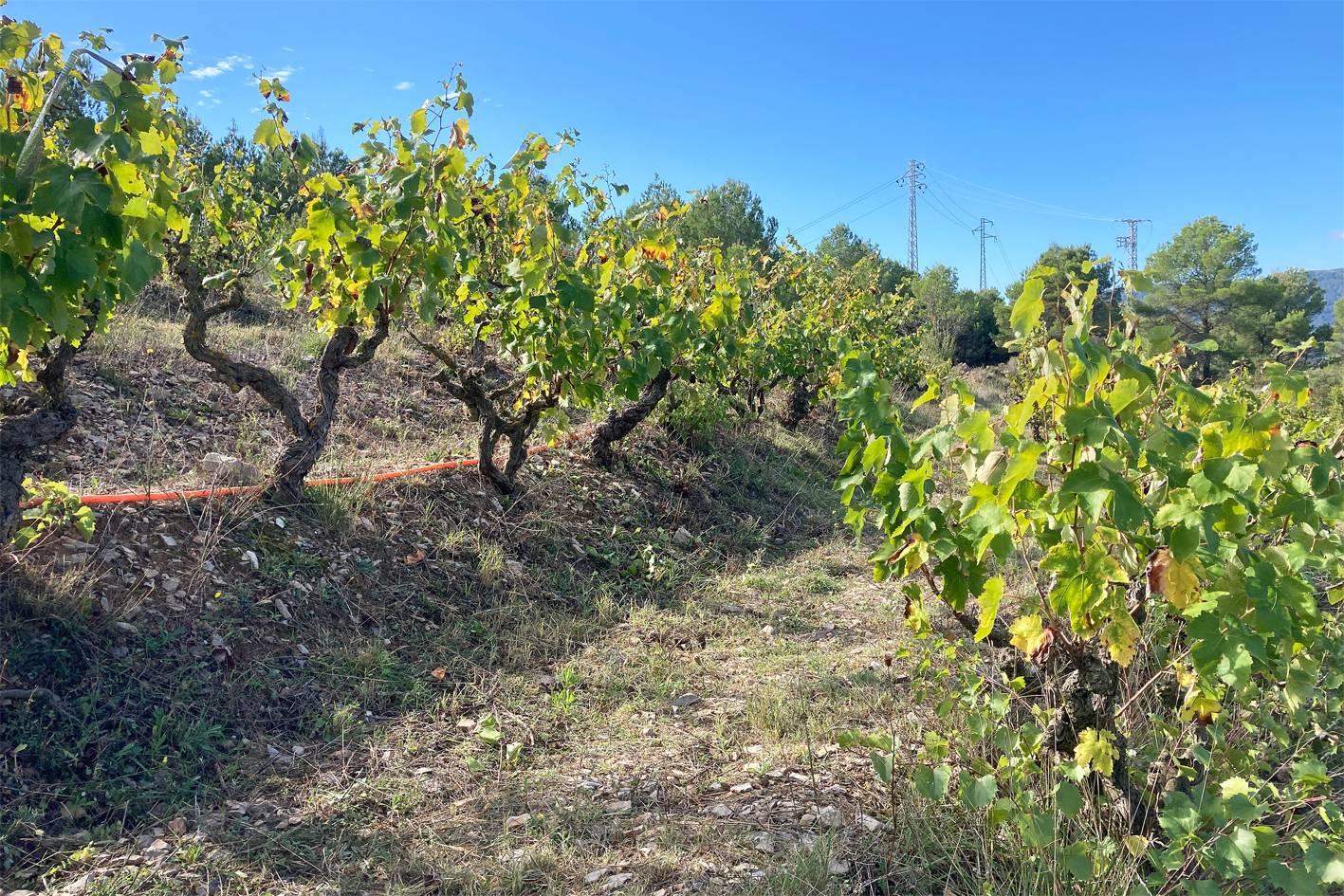 Imatge d'una vinya d'Els Tractets.