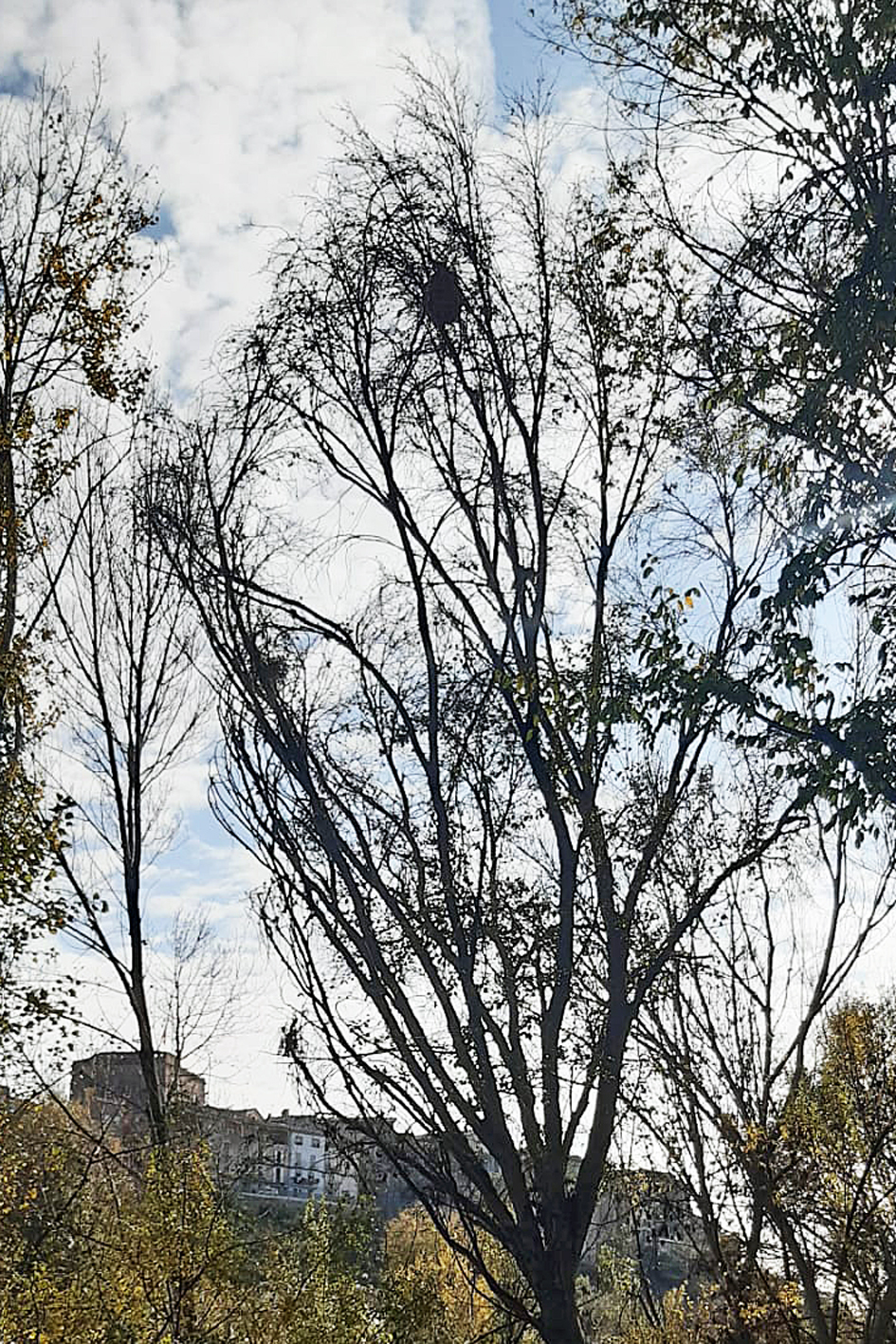 Dos nius de vespa asiàtica són neutralitzats en diferents punts del nucli urbà