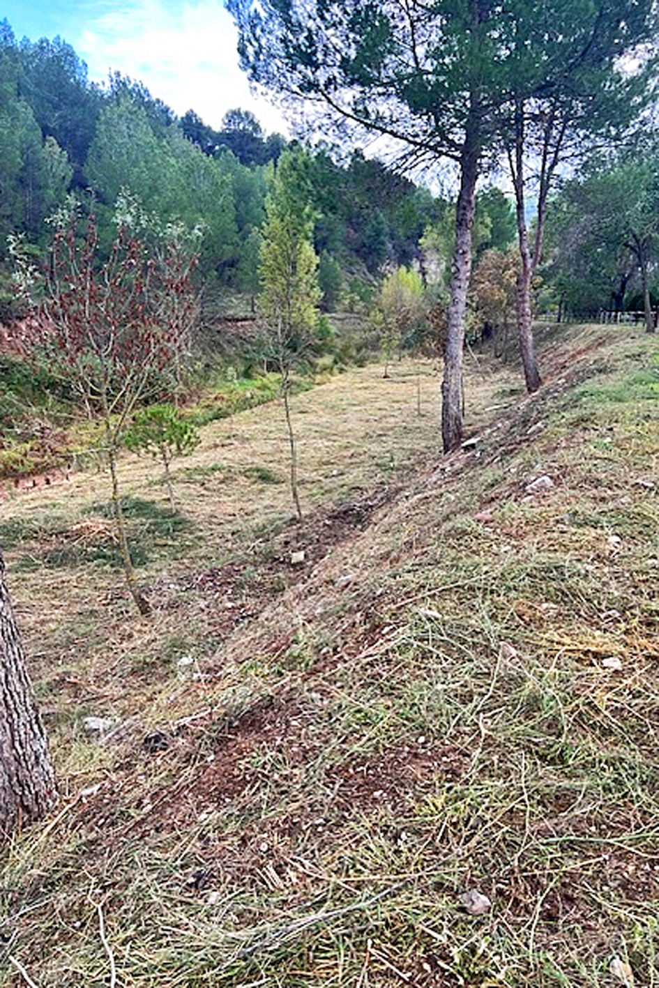 Treballs de manteniment de la franja forestal de seguretat, a l'entorn del barri de Joncarets.