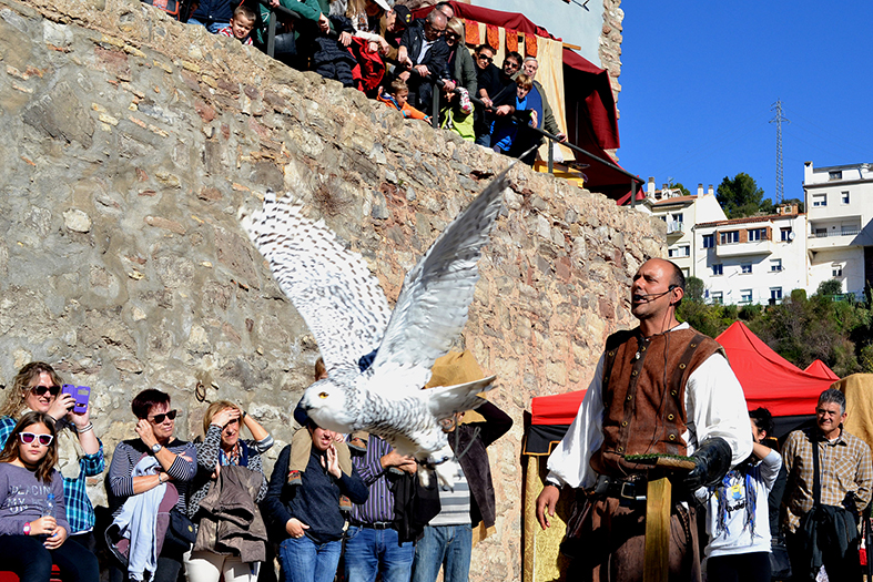 ExhibiciÃ³ d'aus rapinyaires a l'Era del Quinquer, dins de la 14a Fira Medieval d'Oficis de SÃºria - Novembre de 2015.