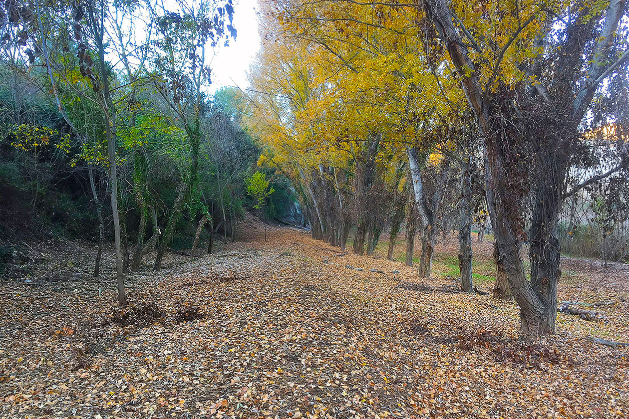 Imatge del bosc de ribera del riu Cardener.