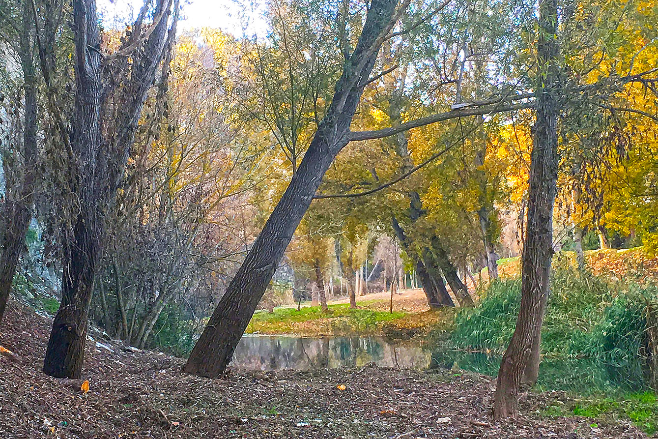 Imatge del bosc de ribera del riu Cardener.
